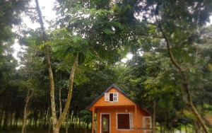Ngôi nhà nhỏ nhưng khu vườn rộng thênh thang đã giúp gia đình chị Huyền được trải nghiệm cuộc sống thiên nhiên tuyệt vời những ngày Sài Gòn giãn cách